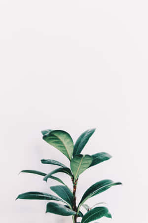 Refresh Your Phone Screen With A Plant Aesthetic Wallpaper