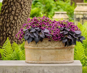 Refresh Your Senses With Ripe And Juicy Black Currants Wallpaper