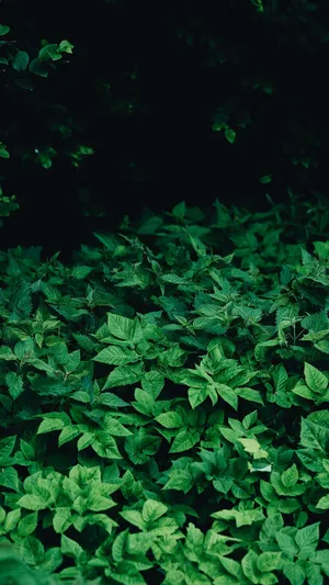 Refresh Your Space With This Vibrant Green Nature Wallpaper! Wallpaper