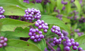 Refreshing And Sweet Purple Berries Wallpaper