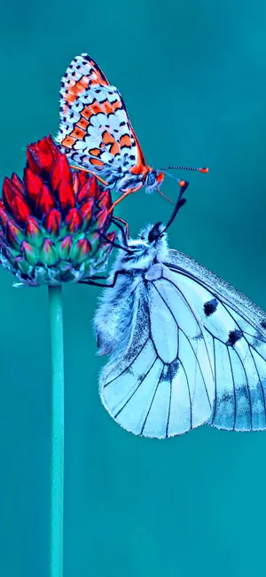 Refreshing Colours Of Nature Wallpaper