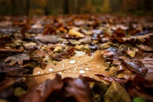 Refreshing Fall Rain In A Beautiful Forest Wallpaper