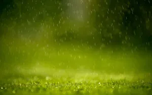 Refreshing Spring Rain In Nature Wallpaper