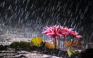 Refreshing Spring Rain Shower Wallpaper