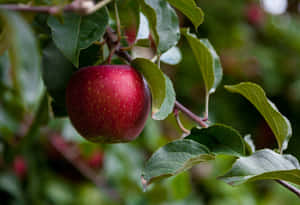 Refreshing Summer Fruits On A Table Wallpaper