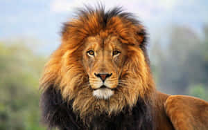 Regal Lion Of Judah Wallpaper Wallpaper