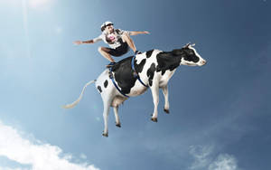 Related Keywords: Surfing, Cow, Wave, Ocean, Sea, Adventure, Surfing Cow, Brave Man, Man On Wave. Wallpaper