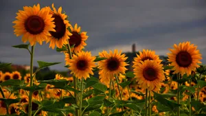 Relax And Enjoy The View Of A Stunning Sunflower Field Wallpaper