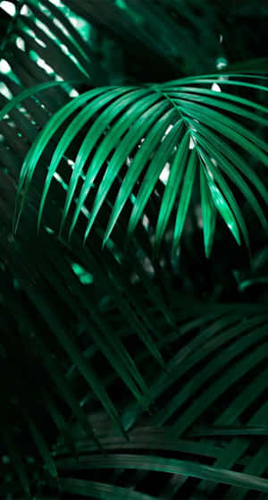 Relax And Unwind With A Tropical Iphone Wallpaper