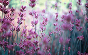 Relax In Lavender Fields Wallpaper