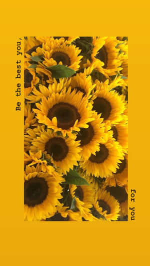 Relax In Nature's Beauty With This Sunflower Aesthetic Iphone Wallpaper Wallpaper