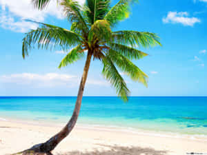 Relax On The Serene Beach Of Paradise Wallpaper