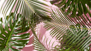 Relax Underneath A Blue Sky And Palm Tree Wallpaper