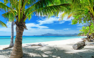 Relaxation Awaits At This Beautiful Palm Tree Beach Wallpaper