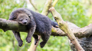 Relaxed Binturong Restingon Branch Wallpaper