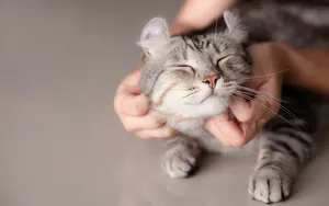 Relaxed Boss Cat Wallpaper