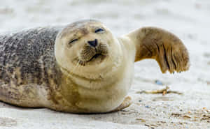 Relaxed Crabeater Seal On Beach Wallpaper