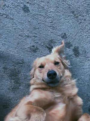 Relaxed Golden Retriever Puppy.jpg Wallpaper
