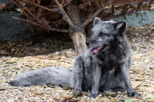 Relaxed Gray Fox Resting Wallpaper