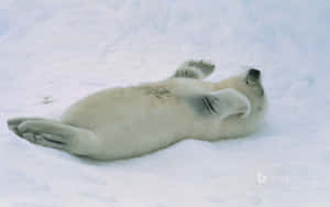 Relaxed_ Harp_ Seal_ Pup_ Snow.jpg Wallpaper