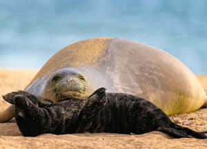 Relaxed Monk Seal On Beach Wallpaper