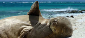 Relaxed Monk Seal On Beach Wallpaper