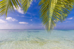 Relaxing In Paradise Wallpaper