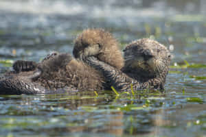 Relaxing_ Sea_ Otter_ Floating Wallpaper