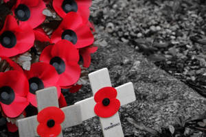 Remembrance Day Commemoration Poppies Wallpaper