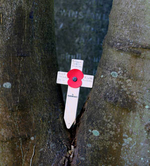 Remembrance Day Cross Memorabilia Wallpaper