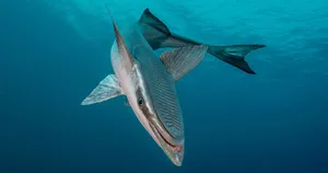 Remora Attachedto Shark Underwater Wallpaper