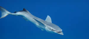 Remora Fish Attached To Shark Underwater.jpg Wallpaper