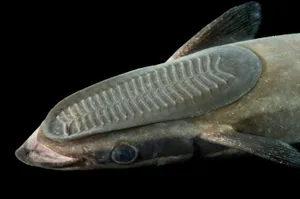 Remora Fish Attachedto Host Wallpaper