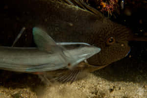 Remora Fish Attachedto Host Wallpaper