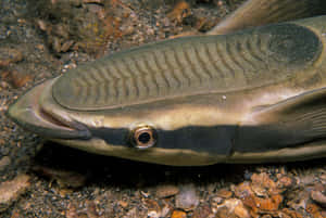 Remora Fish Closeup Underwater.jpg Wallpaper