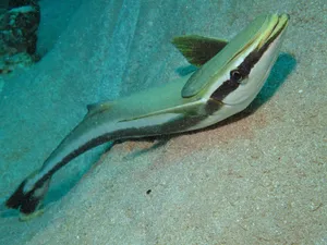 Remora Fish Swimming Over Sandy Seabed Wallpaper