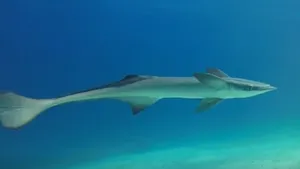 Remora Fish Underwater Swimming.jpg Wallpaper