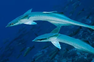 Remoras Swimming Underwater.jpg Wallpaper