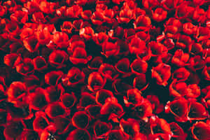 Repetitive Red Flowers [wallpaper] Wallpaper