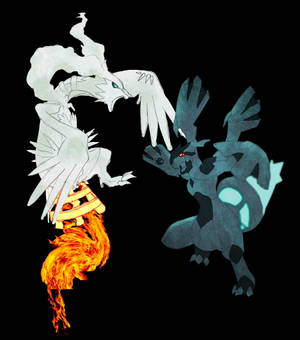 Reshiram And Zekrom Snarling Wallpaper
