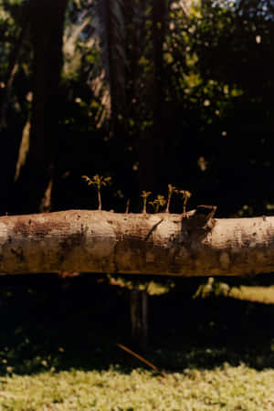 Resilient_ Saplings_on_ Log Wallpaper