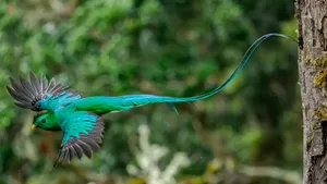Resplendent Quetzal In Flight.jpg Wallpaper