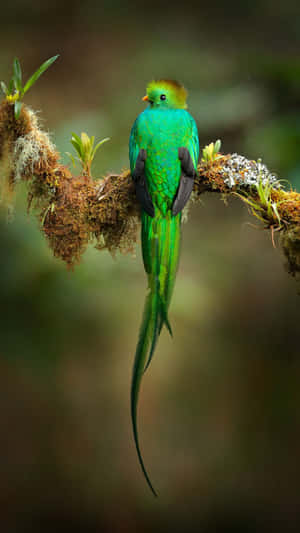 Resplendent Quetzal Perched Wallpaper