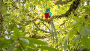 Resplendent Quetzalin Habitat.jpg Wallpaper