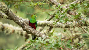 Resplendent Quetzalin Natural Habitat Wallpaper