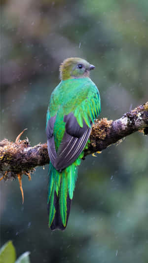 Resplendent Quetzalin Rain Wallpaper