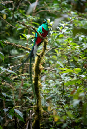 Resplendent Quetzalin Rainforest Wallpaper