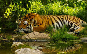 Resting Bengal Tiger Beside Water Wallpaper