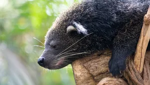 Resting Binturongon Branch Wallpaper