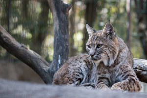 Resting Bobcat Awesome Animal Wallpaper